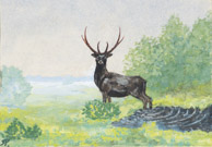 Schwarzer Hirsch, Tusche 10x14 cm