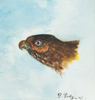 Greifvogel, Tusche 10x10 cm