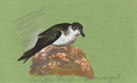 Sturmvogel, Tusche 6x11 cm