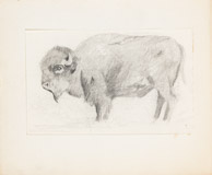 Wisent, Bleistiftzeichnung 10x16 cm
